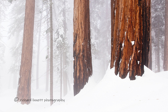 richard-linnett-photography-Sequoia-DSC_2182